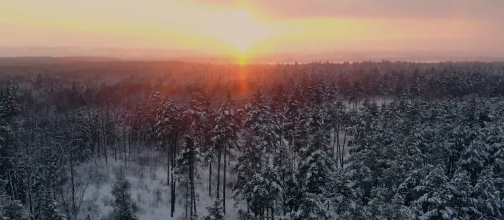 forest with snow from above