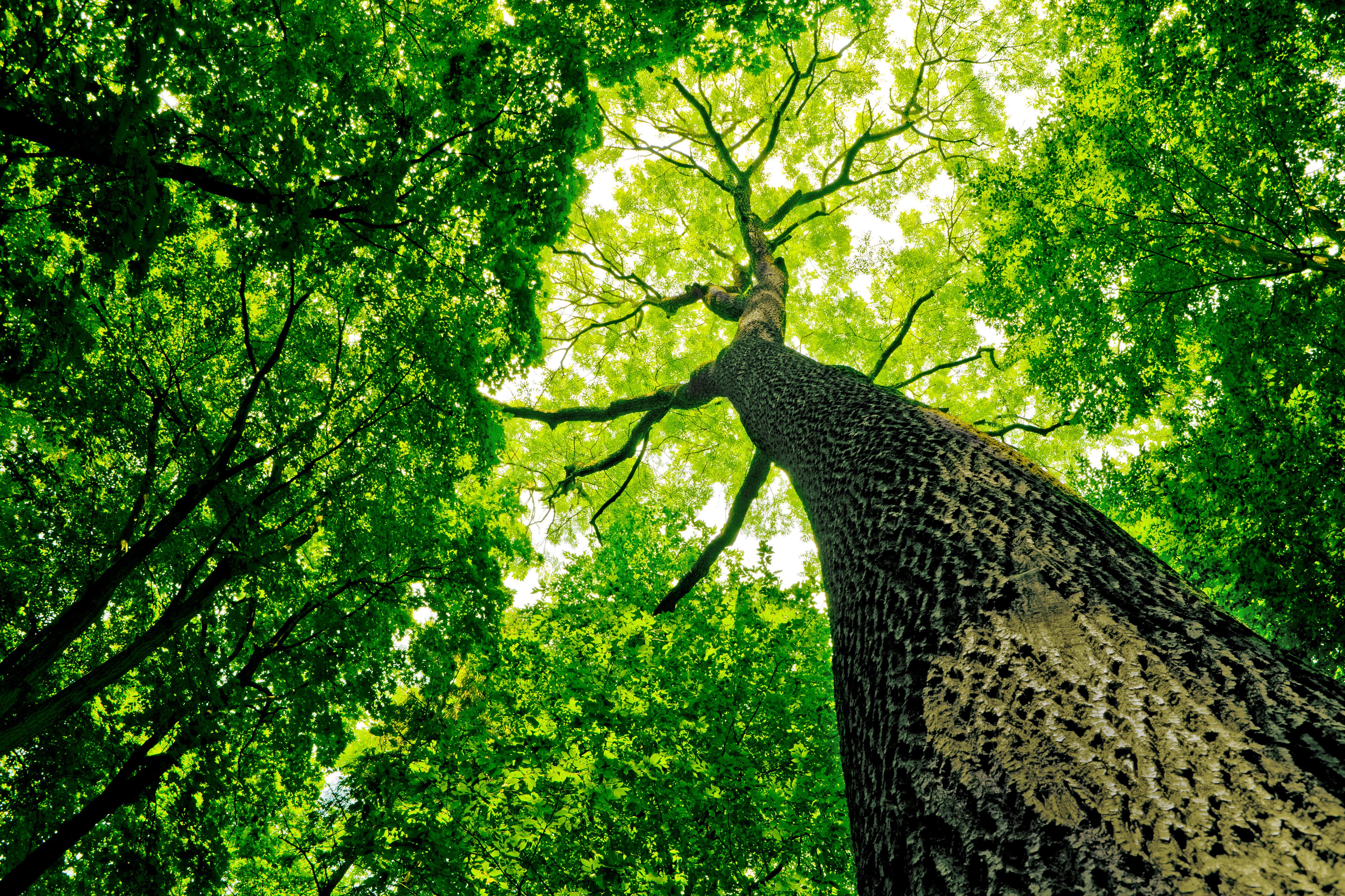 Trees sustainable bruks siwertell