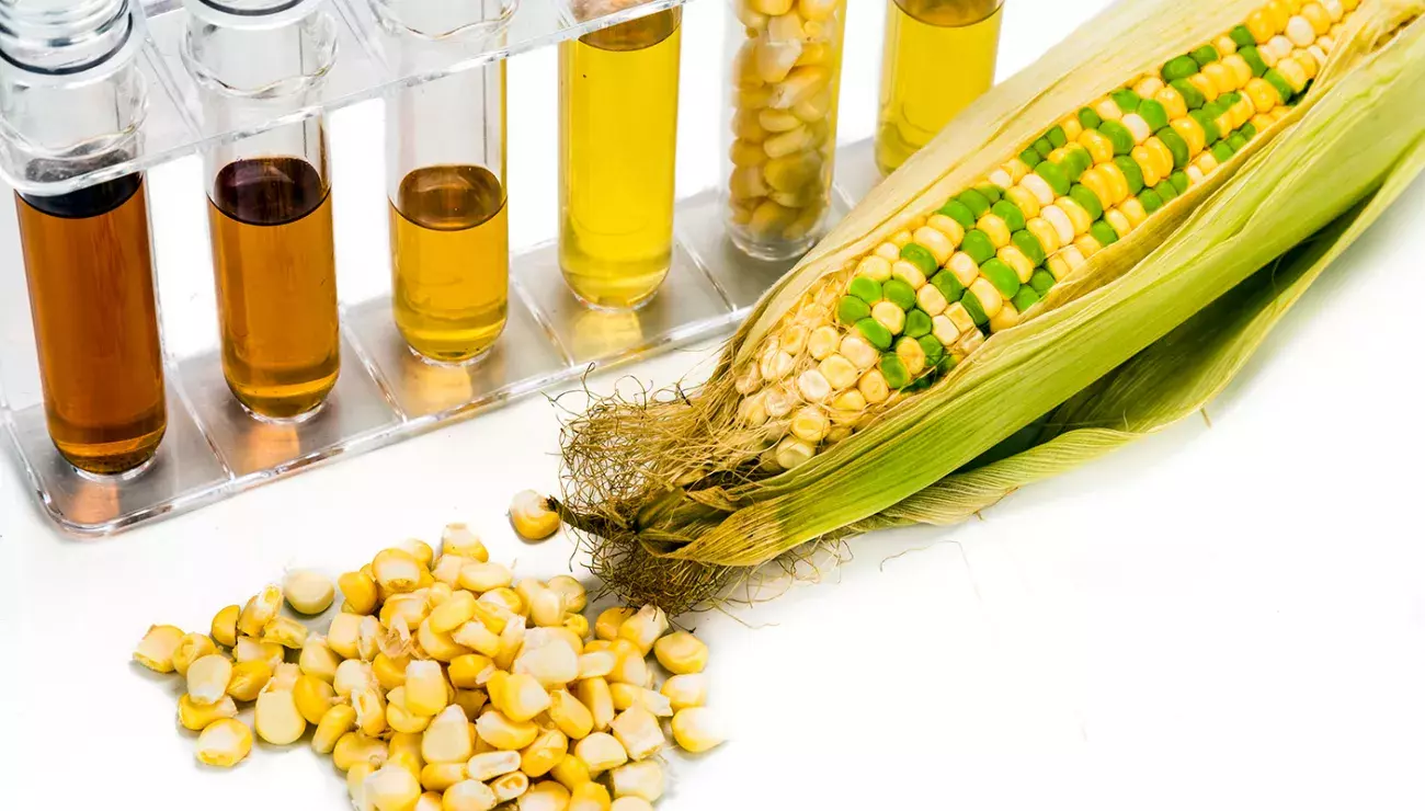 Corn and test tubes