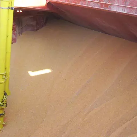 Siwertell Ship unloader in operation