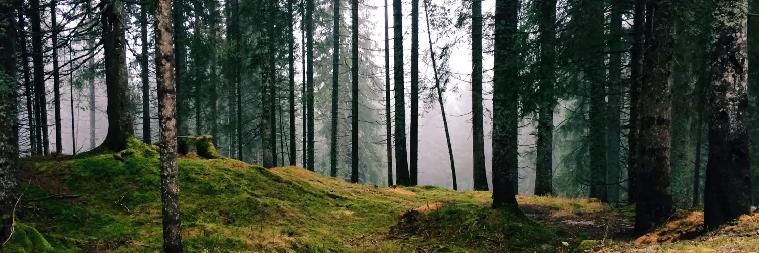 Inside forest with pine trees