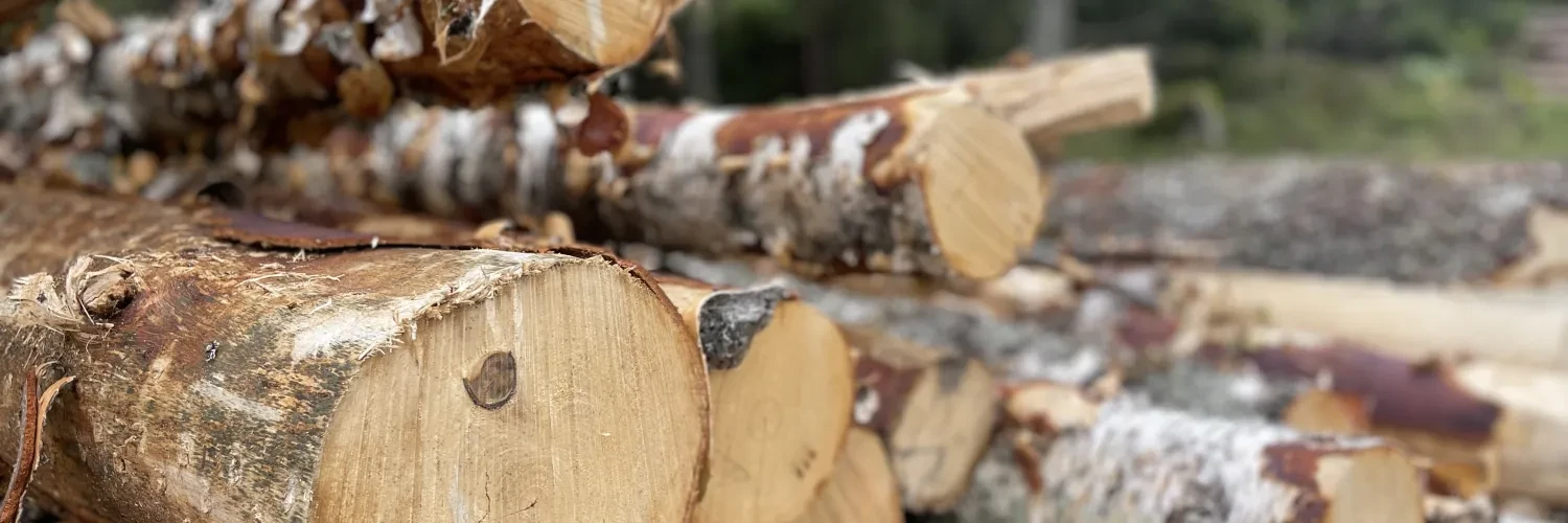 Wood logs in forest
