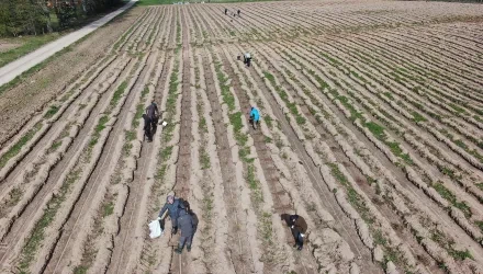 field with people planting trees, taken from a birds eye view